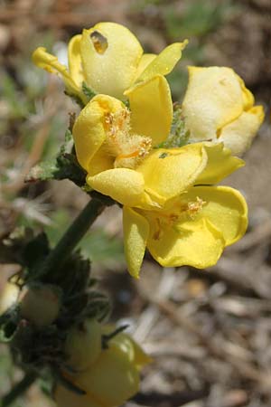 Verbascum pinnatifidum \ Halbgefiederte K�nigskerze / Pinnate-Leaved Mullein, GR Euboea (Evia), Kanatadika 25.8.2017
