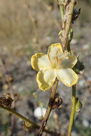 Verbascum pinnatifidum \ Halbgefiederte K�nigskerze / Pinnate-Leaved Mullein, GR Euboea (Evia), Kanatadika 28.8.2017