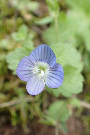 Veronica persica \ Persischer Ehrenpreis / Common Field Speedwell, GR Hymettos 20.3.2019