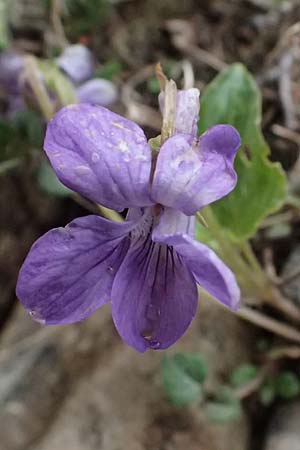 Viola reichenbachiana \ Wald-Veilchen / Early Dog Violet, GR Peloponnes, Chelmos 18.5.2024