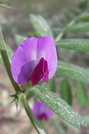Vicia segetalis \ Korn-Wicke, Getreide-Wicke / Narrow-Leaved Common Vetch, GR Parnitha 3.4.2013