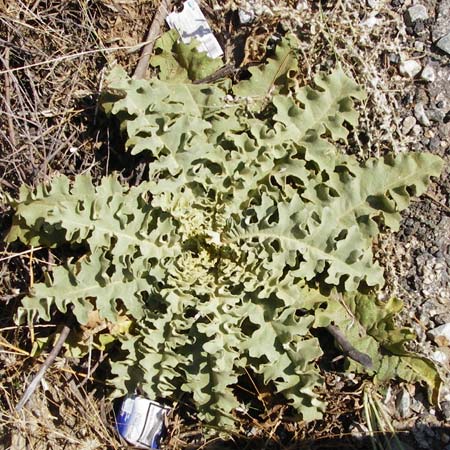 Verbascum sinuatum \ Gewelltblttrige Knigskerze / Wavyleaf Mullein, GR Euboea (Evia), Styra 27.8.2014