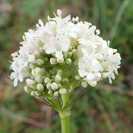 Valeriana tuberosa \ Knolliger Baldrian / Tuberous Valerian, GR Hymettos 20.3.2019