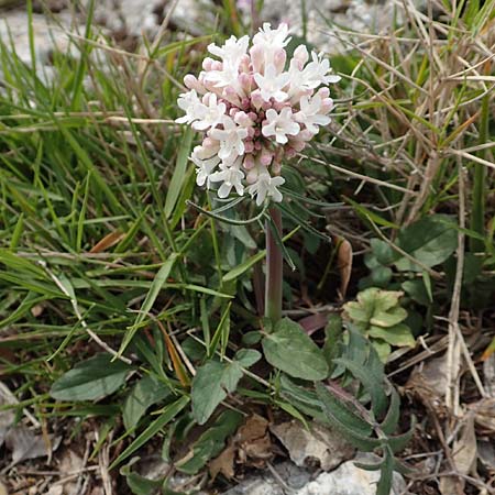 Valeriana tuberosa \ Knolliger Baldrian / Tuberous Valerian, GR Hymettos 20.3.2019