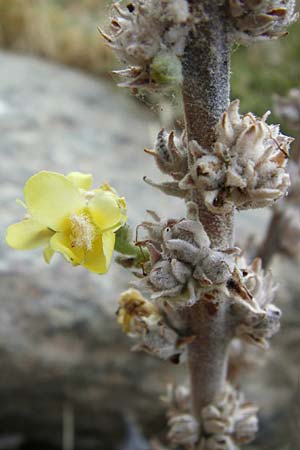 Verbascum undulatum \ Feinwellige K�nigskerze / Wavy-Leaf Mullein, GR Euboea (Evia), Karistos 28.8.2014