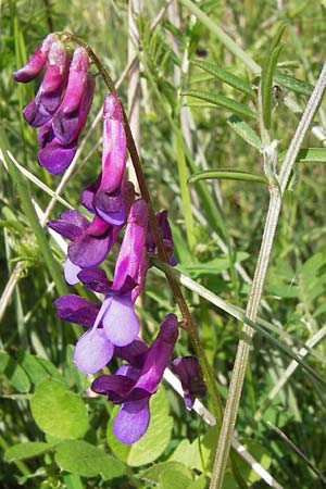 Vicia villosa subsp. varia \ Bunte Wicke, Kahle Sand-Wicke / Fodder Vetch, GR Peloponnes, Metochi-Kalogria 27.3.2013