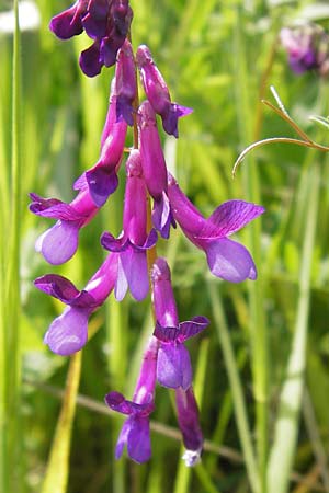 Vicia villosa subsp. varia \ Bunte Wicke, Kahle Sand-Wicke / Fodder Vetch, GR Peloponnes, Metochi-Kalogria 27.3.2013