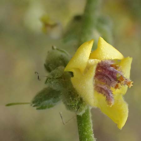 Verbascum sinuatum \ Gewelltblttrige Knigskerze / Wavyleaf Mullein, GR Peloponnes, Taygetos, Viros - Schlucht / Gorge 25.5.2024