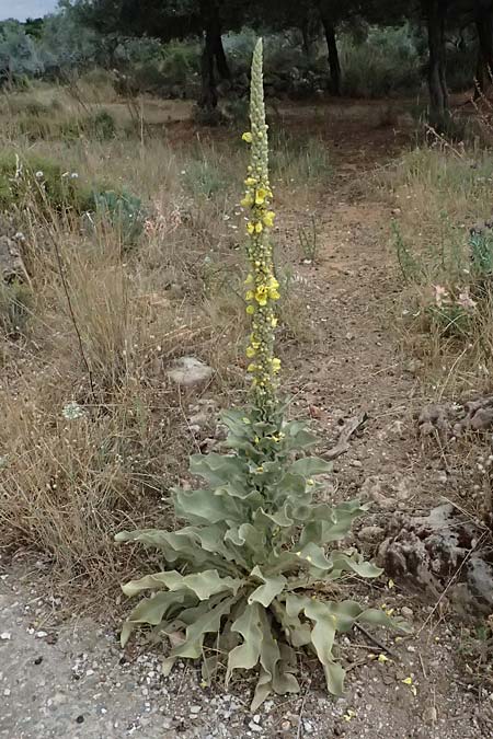 Verbascum macrurum \ Gro&szlig;schw&auml;nzige K�nigskerze / Mullein, GR Peloponnes, Taygetos, Neochori 26.5.2024