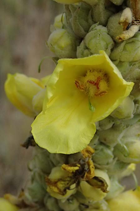 Verbascum macrurum \ Gro&szlig;schw&auml;nzige K�nigskerze / Mullein, GR Peloponnes, Taygetos, Neochori 26.5.2024