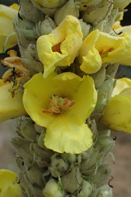 Verbascum macrurum \ Gro&szlig;schw&auml;nzige K�nigskerze / Mullein, GR Peloponnes, Taygetos, Neochori 26.5.2024