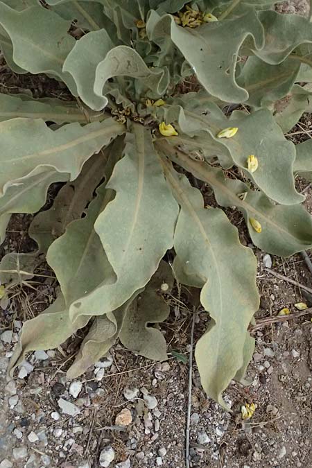 Verbascum macrurum \ Gro&szlig;schw&auml;nzige K�nigskerze / Mullein, GR Peloponnes, Taygetos, Neochori 26.5.2024