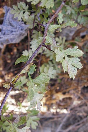 Crataegus heldreichii \ Heldreichs Wei�dorn / Heldreich's Hawthorn, GR Euboea (Evia), Dimosari - Schlucht / Gorge 29.8.2014