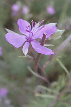 Epilobium dodonaei \ Rosmarin-Weidenrschen / Alpine Willowherb, GR Joannina 25.8.2007