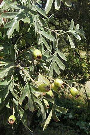 Crataegus heldreichii \ Heldreichs Wei�dorn / Heldreich's Hawthorn, GR Katara Pass 27.8.2007
