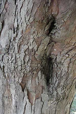 Crataegus heldreichii \ Heldreichs Wei�dorn / Heldreich's Hawthorn, GR Katara Pass 27.8.2007