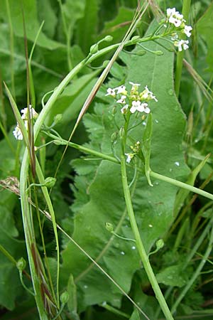 Calepina irregularis \ Wendich, Kalepine / White Ball-Mustard, GR Dodoni 14.5.2008