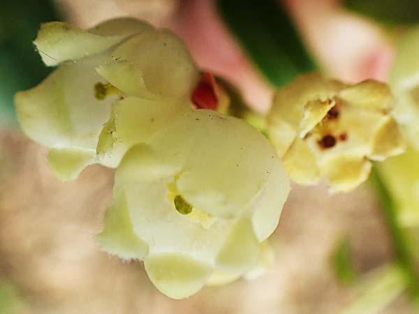 Arbutus unedo \ Westlicher Erdbeerbaum / Strawberry Tree, GR Hymettos 20.3.2019