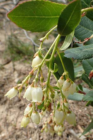 Arbutus unedo \ Westlicher Erdbeerbaum / Strawberry Tree, GR Hymettos 20.3.2019