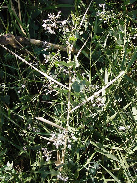 Cynanchum acutum \ Lianen-Schwalbenwurz, Lianen-Hundsw&uuml;rger / Stranglewort, GR Euboea (Evia), Styra 27.8.2014