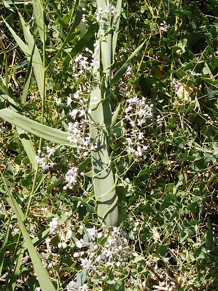 Cynanchum acutum \ Lianen-Schwalbenwurz, Lianen-Hundsw&uuml;rger / Stranglewort, GR Euboea (Evia), Styra 27.8.2014