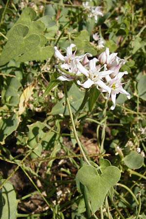 Cynanchum acutum \ Lianen-Schwalbenwurz, Lianen-Hundsw&uuml;rger / Stranglewort, GR Euboea (Evia), Styra 31.8.2014