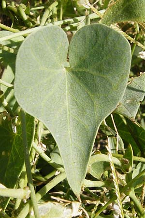 Cynanchum acutum \ Lianen-Schwalbenwurz, Lianen-Hundsw&uuml;rger / Stranglewort, GR Euboea (Evia), Styra 31.8.2014