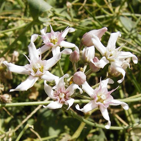 Cynanchum acutum \ Lianen-Schwalbenwurz, Lianen-Hundsw&uuml;rger / Stranglewort, GR Euboea (Evia), Styra 31.8.2014