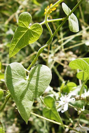 Cynanchum acutum \ Lianen-Schwalbenwurz, Lianen-Hundsw&uuml;rger / Stranglewort, GR Euboea (Evia), Styra 31.8.2014