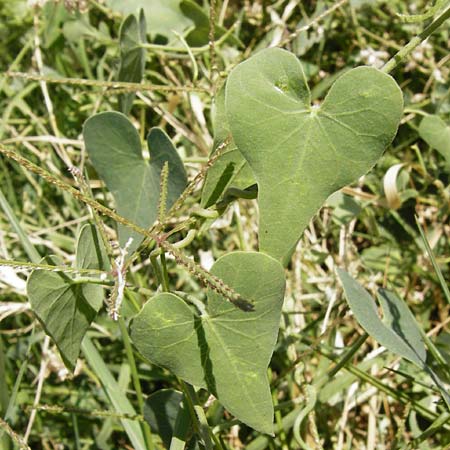 Cynanchum acutum \ Lianen-Schwalbenwurz, Lianen-Hundsw&uuml;rger / Stranglewort, GR Euboea (Evia), Styra 31.8.2014
