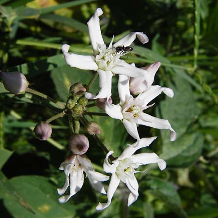 Cynanchum acutum \ Lianen-Schwalbenwurz, Lianen-Hundsw&uuml;rger / Stranglewort, GR Euboea (Evia), Styra 31.8.2014