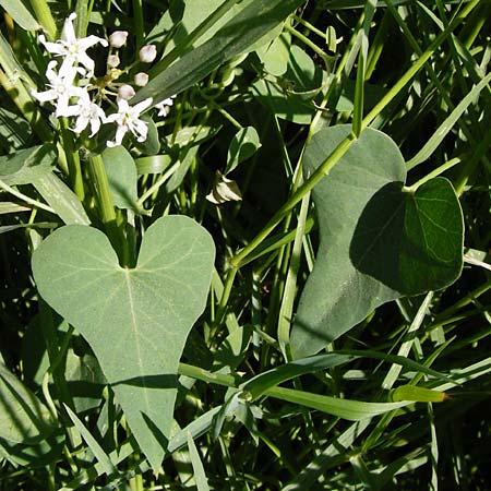 Cynanchum acutum \ Lianen-Schwalbenwurz, Lianen-Hundsw&uuml;rger / Stranglewort, GR Euboea (Evia), Styra 31.8.2014