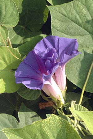 Ipomoea purpurea \ Trichter-Winde, Violette Prunk-Winde / Purple Morning Glory, GR Antirion 5.9.2007