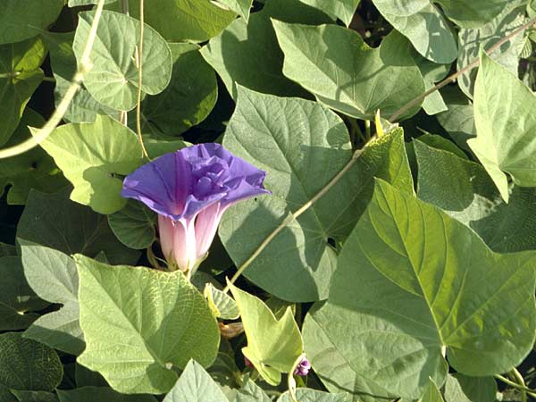 Ipomoea purpurea \ Trichter-Winde, Violette Prunk-Winde / Purple Morning Glory, GR Antirion 5.9.2007