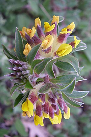 Anthyllis vulneraria subsp. bulgarica \ Bulgarischer Wundklee, GR Zagoria, Negades 18.5.2008