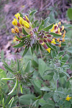 Anthyllis vulneraria subsp. bulgarica \ Bulgarischer Wundklee, GR Zagoria, Negades 18.5.2008