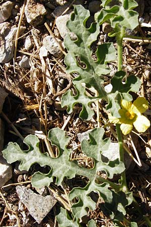 Citrullus lanatus \ Wasser-Melone / Water Melon, GR Euboea (Evia), Karistos 30.8.2014