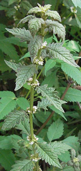 Lycopus europaeus \ Ufer-Wolfstrapp / Gipsywort, GR Joannina 26.8.2007