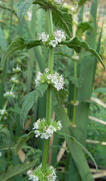 Lycopus europaeus \ Ufer-Wolfstrapp / Gipsywort, GR Joannina 26.8.2007