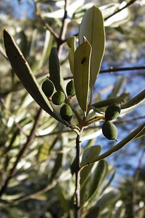 Olea europaea var. europaea \ lbaum / Olive, GR Hymettos 26.8.2014