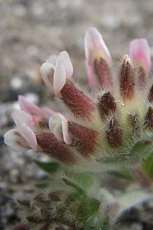 Anthyllis vulneraria subsp. pulchella \ Zierlicher Wundklee, GR Parnitha 22.5.2008