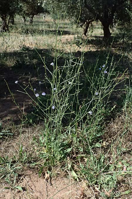 Cichorium intybus \ Gemeine Wegwarte, Zichorie, GR Peloponnes, Stoupa 31.5.2024