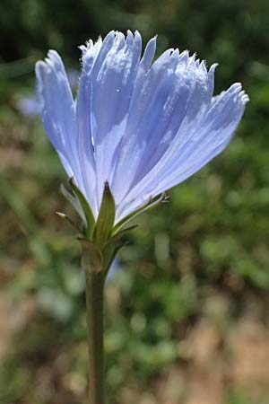 Cichorium intybus \ Gemeine Wegwarte, Zichorie, GR Peloponnes, Stoupa 31.5.2024