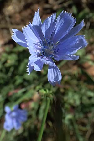 Cichorium intybus \ Gemeine Wegwarte, Zichorie, GR Peloponnes, Stoupa 31.5.2024
