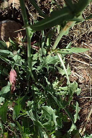 Cichorium intybus \ Gemeine Wegwarte, Zichorie, GR Peloponnes, Stoupa 31.5.2024