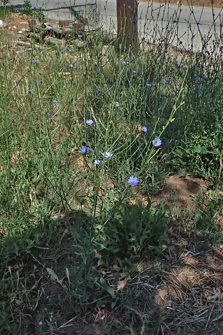 Cichorium intybus \ Gemeine Wegwarte, Zichorie, GR Peloponnes, Stoupa 31.5.2024