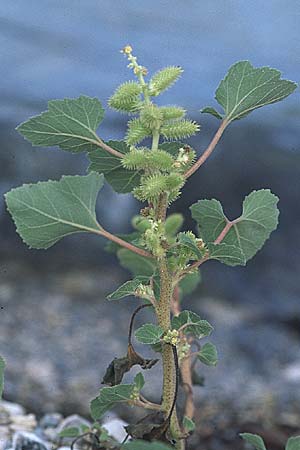Xanthium italicum \ Italienische Spitzklette / Italian Cocklebur, GR Amvrakikos Kolpos ( Golf/gulf ) 5.9.2007