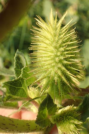 Xanthium italicum \ Italienische Spitzklette / Italian Cocklebur, GR Euboea (Evia), Neos Pirgos 25.8.2017