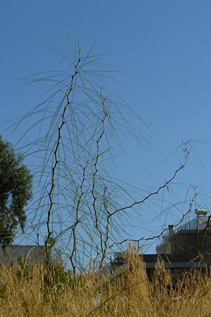 Parkinsonia aculeata \ Jerusalemdorn / Mexican Palo Verde, Jerusalem Thorn, GR Athen 4.9.2014