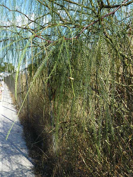 Parkinsonia aculeata \ Jerusalemdorn / Mexican Palo Verde, Jerusalem Thorn, GR Athen 4.9.2014
